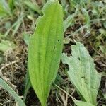 Plantago lanceolataبرگ