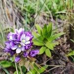 Gentianella dasyantha Yeri
