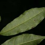 Trymatococcus oligandrus Leaf