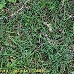 Agrostis stolonifera Plante entière