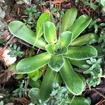 Saxifraga cotyledon 葉