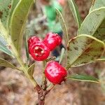 Syzygium tripetalum Fruit