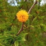 Acacia farnesiana Цвят