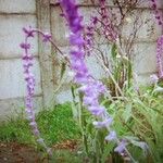 Salvia leucanthaFlower