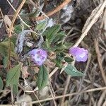 Clinopodium acinos Blüte