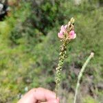 Onobrychis arenaria Blüte