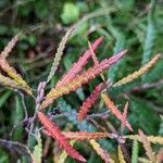 Comptonia peregrina Leaf