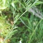 Vicia tetrasperma Leaf