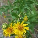Inula spiraeifolia Flower