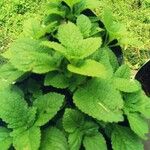 Coleus rotundifolius Лист