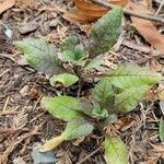 Hieracium venosum Лист