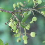 Chiococca alba Fruit