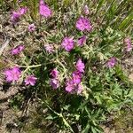 Geranium viscosissimum Flower