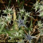 Eryngium galioides Habitus