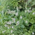 Mentha suaveolens Квітка