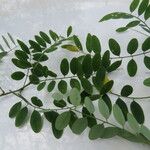 Diphysa americana ᱥᱟᱠᱟᱢ