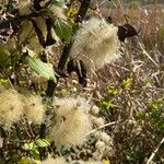 Clematis lasiantha Fruit