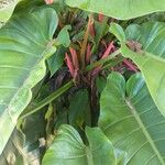 Philodendron melinonii Kwiat