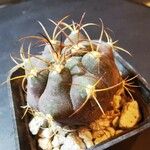 Gymnocalycium pflanzii 葉