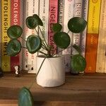 Peperomia polybotrya Levél