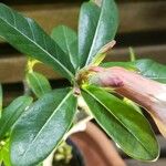 Adenium obesum Feuille