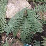 Blechnum appendiculatum 葉