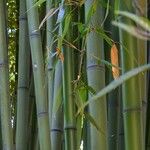 Phyllostachys bambusoides Hoja