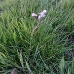 Vicia parviflora Цветок