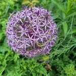 Allium nigrum പുഷ്പം