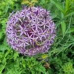 Allium nigrum Blüte