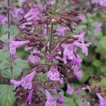 Clinopodium grandiflorum Blüte