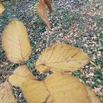 Betula medwediewii Hoja