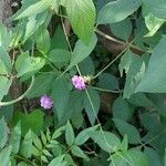 Lantana fucata Hábito