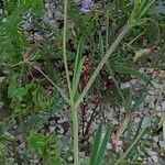 Lathyrus angulatus Leaf