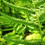 Deparia acrostichoides Leaf