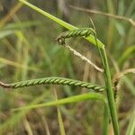 Urochloa eminii Квітка