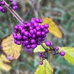 Callicarpa americana Fruit