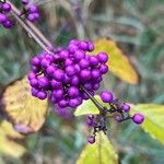 Callicarpa americana 果