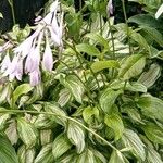 Hosta plantagineaHoja