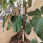 Anthurium nymphaeifolium Frunză