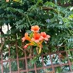 Campsis grandiflora Fula