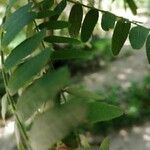 Gleditsia triacanthos Leaf