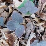 Hepatica nobilisBlad