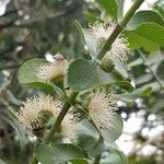 Eucalyptus pulverulenta Lorea