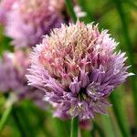 Allium schoenoprasum Flor