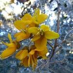 Sophora denudata Blomst