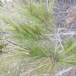 Pinus halepensis Fulla