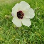 Hibiscus trionum Blüte