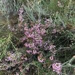 Erica manipuliflora Цвят