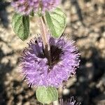 Mentha pulegium ᱵᱟᱦᱟ